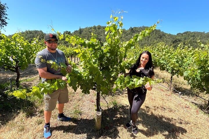 Sonoma Electric Trike Wine Tour — 3-Hour Guided Vineyard Ride photo 3