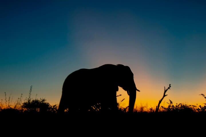 Aquila Game Reserve Sunset Safari: Spot the Big Five Near Cape Town