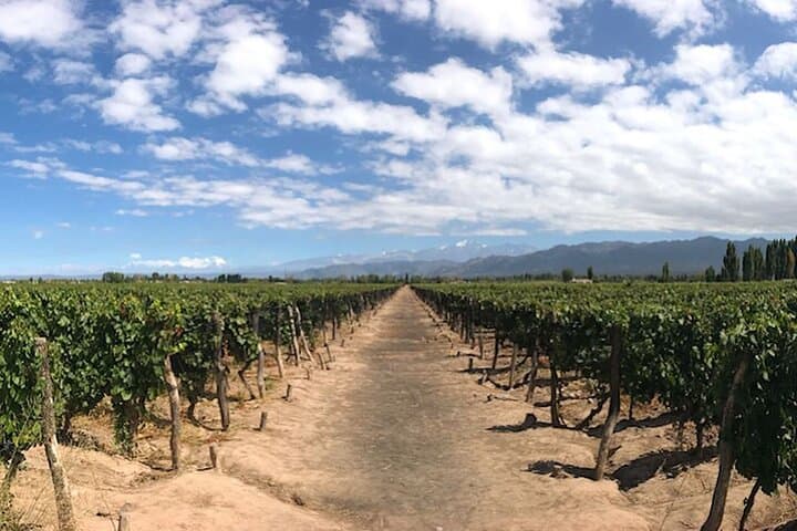 Bike Between Vineyards: Luján de Cuyo Wine Tour by Bicycle photo 3