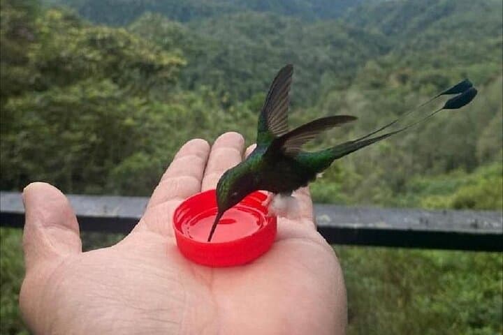 Mindo Cloud Forest Day Trip: Birdwatching, Waterfalls & Hummingbirds from Quito