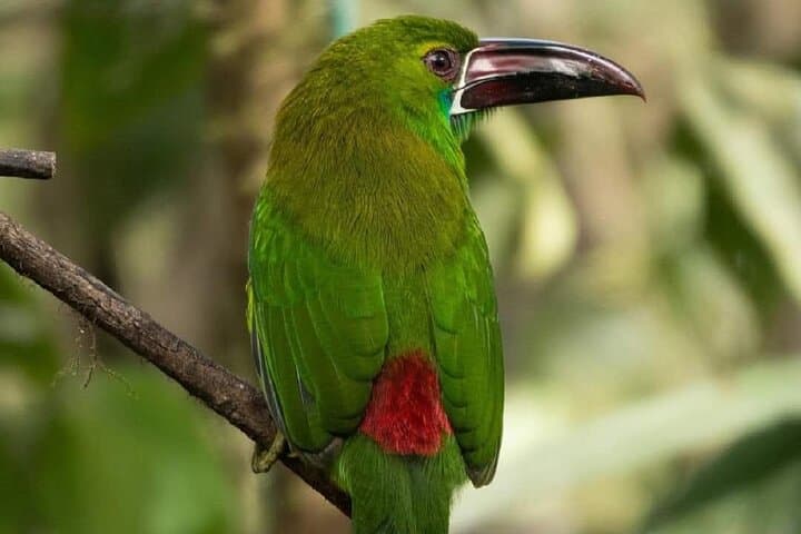 Mindo Cloud Forest Day Trip: Birdwatching, Waterfalls & Hummingbirds from Quito photo 6