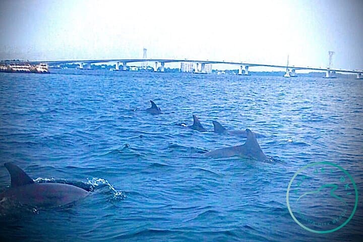 Shell Island Jet Ski Dolphin Tour — 2-Hour Panama City Beach Adventure photo 4