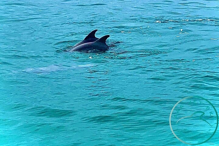 Shell Island Jet Ski Dolphin Tour — 2-Hour Panama City Beach Adventure photo 5