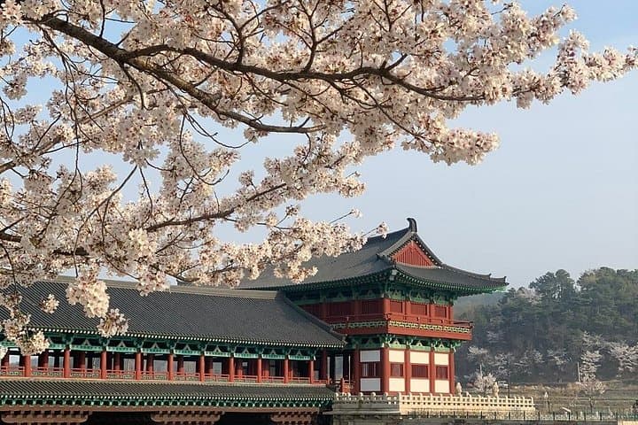Gyeongju Cherry Blossom Day Tour from Busan — Best Spring Spots, History & Tips photo 4
