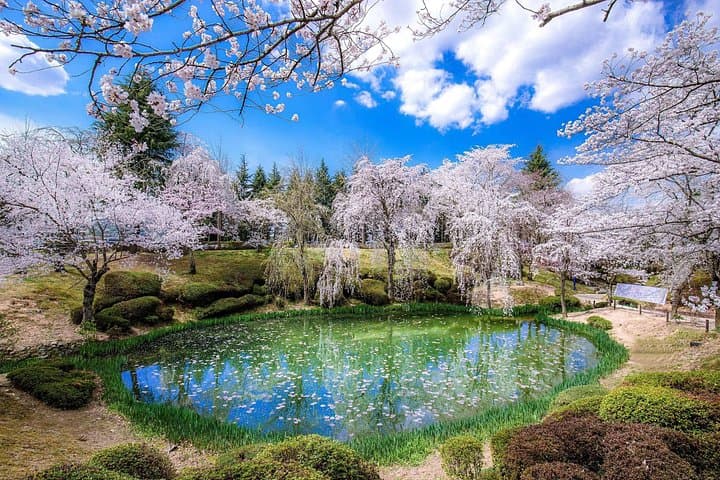 Gyeongju Cherry Blossom Day Tour from Busan — Best Spring Spots, History & Tips photo 2