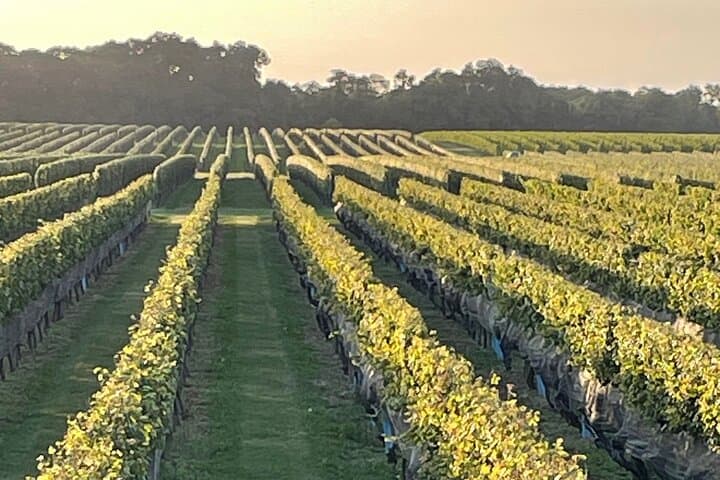 North Fork Wine Tour: Sights, Bites & Flights — Full-Day North Fork Wine Country Experience photo 6