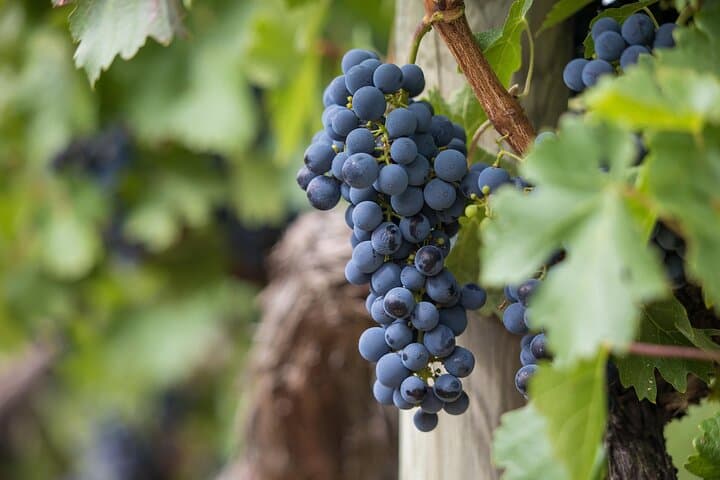 North Fork Half-Day Wine, Oyster & Coastal Sights Tour (AM) photo 3