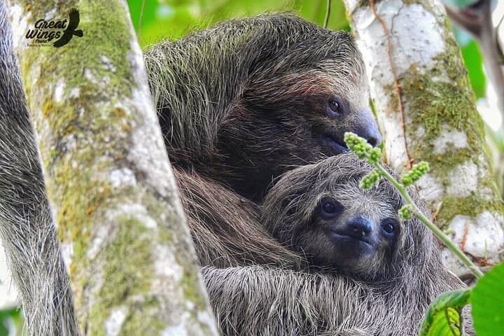 Arenal Sloth Quest: Ethical Sloth Viewing in La Fortuna photo 5