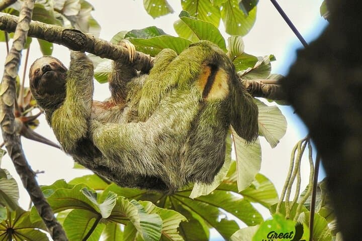 Arenal Sloth Quest: Ethical Sloth Viewing in La Fortuna photo 3