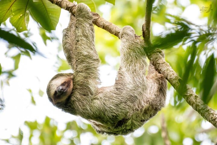 Arenal Sloth Quest: Ethical Sloth Viewing in La Fortuna