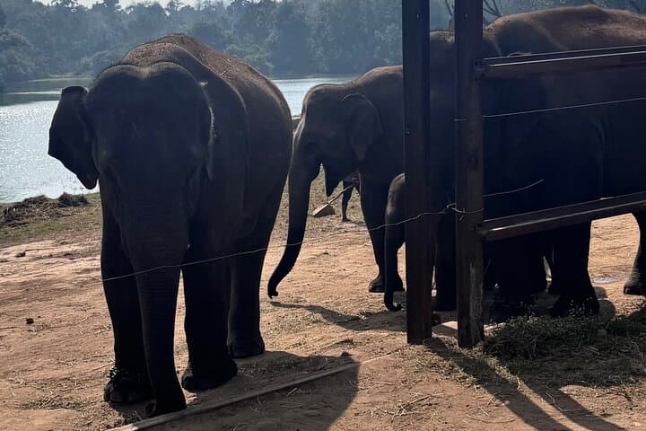 Bannerghatta Jeep Safari from Bangalore — Private Transfer & Wildlife Adventure