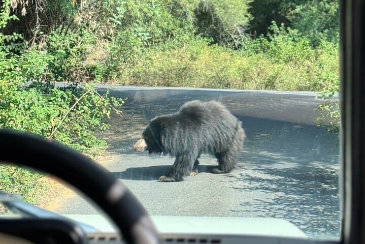Bannerghatta Jeep Safari from Bangalore — Private Transfer & Wildlife Adventure photo 3