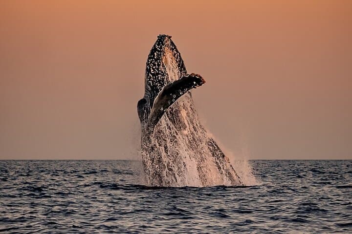 Sunset Whale Watching in Cabo San Lucas — Humpback Tours, Tips & Best Times