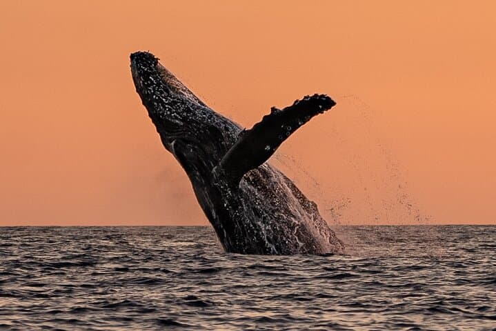 Sunset Whale Watching in Cabo San Lucas — Humpback Tours, Tips & Best Times photo 5