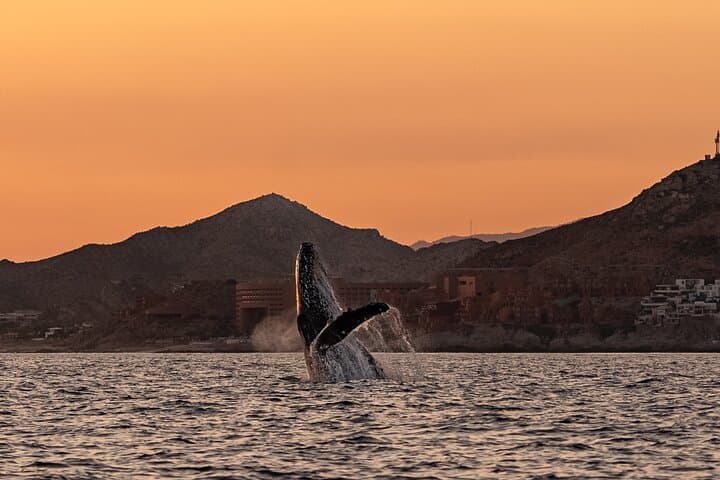 Sunset Whale Watching in Cabo San Lucas — Humpback Tours, Tips & Best Times photo 6