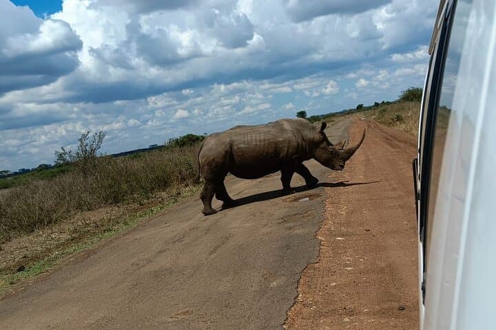 Explore Wildlife on a Nairobi National Park and Giraffe Center Guided Day Tour photo 6