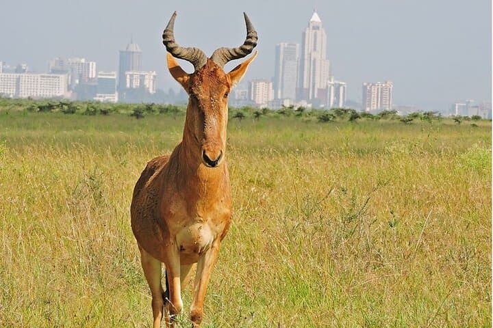 Nairobi National Park Game Drive: Safari Adventure on the City’s Edge photo 6