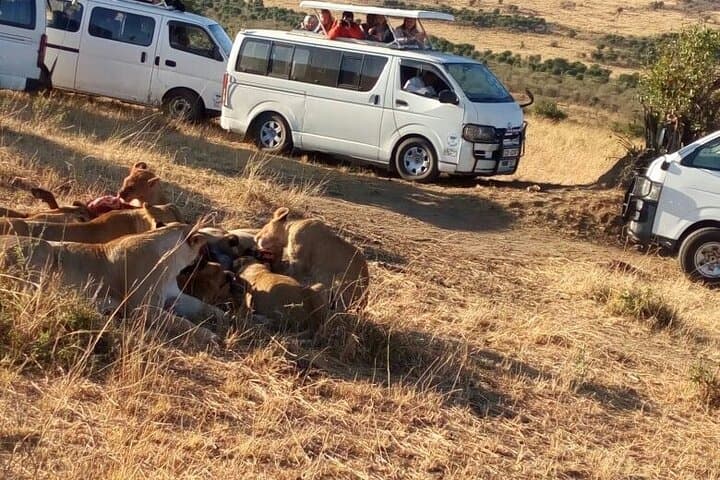 Nairobi National Park Safari: Wildlife Adventure on the Edge of a City photo 5