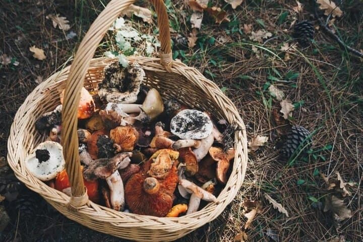 Evia Truffle Forage and Winery Daytrip: Dirfys Mushroom Hunt and Wine Tasting photo 2