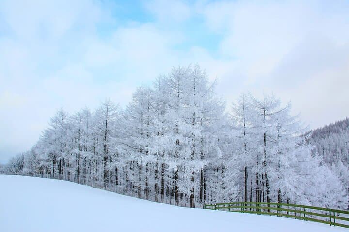 Balwangsan Cable Car & Daegwallyeong Sheep Ranch: Winter Skywalk and Snow Trail Adventure photo 6