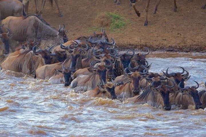 Budget 4-Day Maasai Mara Safari from Nairobi - 4x4 Jeep Game Drives photo 2