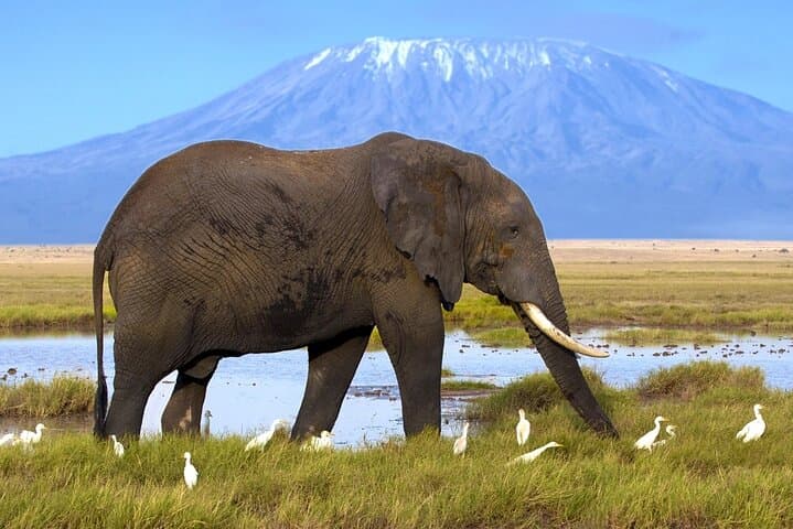 Overnight Amboseli Safari: Elephants, Kilimanjaro Views & Luxury Camping photo 3
