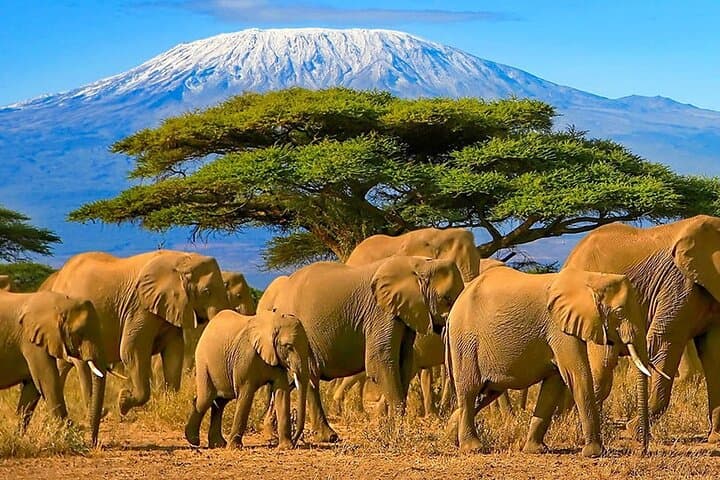 3-Day Amboseli Camping Safari — Elephants, Kilimanjaro & Night Camps