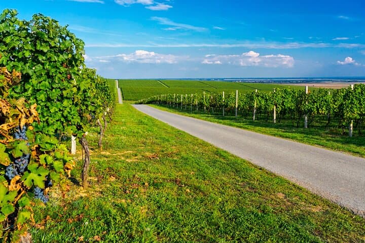 Alsace Wine Route Unusual Car Rally: Self-Guided Road Game Through Vineyards photo 5