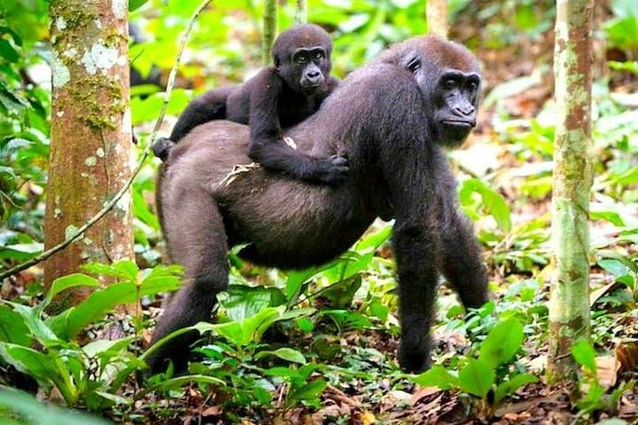 3-Day Lowland Gorilla Trekking in Kahuzi-Biega National Park and Lake Kivu