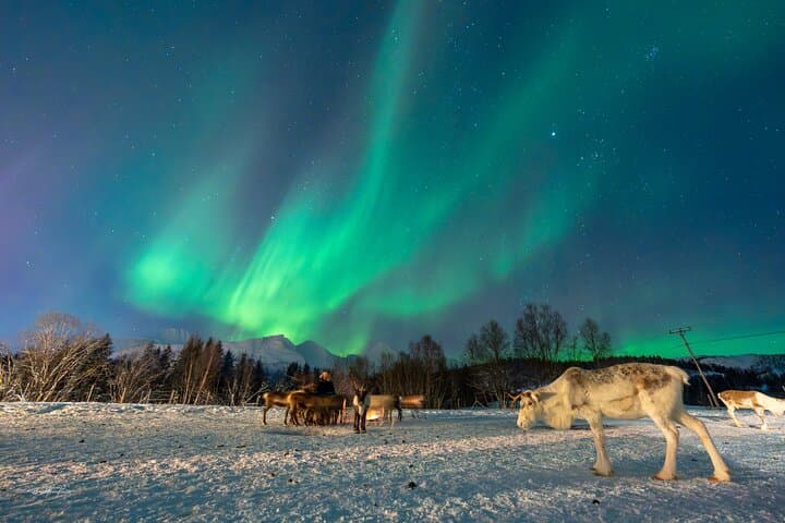 Tromsø Reindeer Sledding and Sami Storytelling Night Tour photo 4