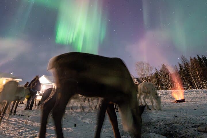 Tromsø Reindeer Sledding and Sami Storytelling Night Tour photo 6