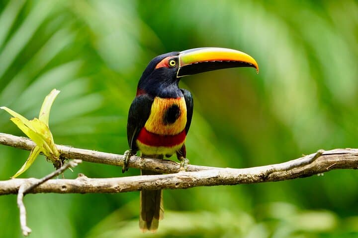 Esquipulas Birdwatching: Manuel Antonio's Mountain Rainforest Tour photo 3