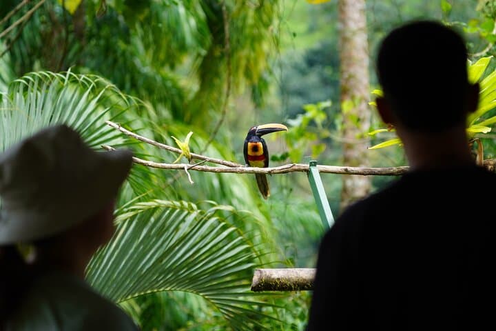 Esquipulas Birdwatching: Manuel Antonio's Mountain Rainforest Tour photo 6