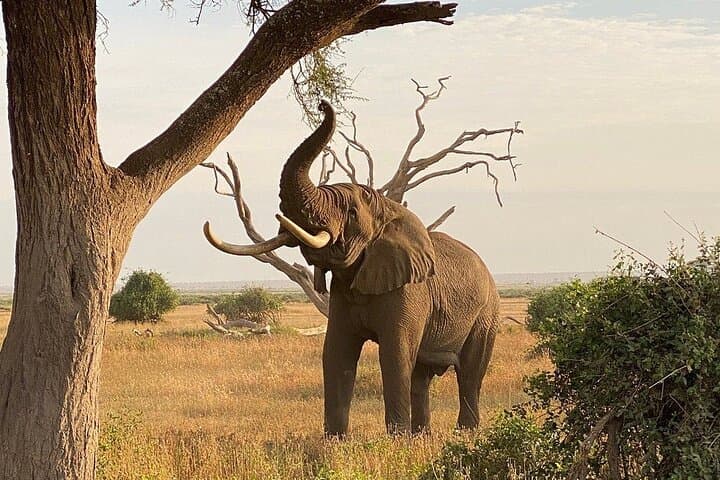 Amboseli Day Safari Under Mount Kilimanjaro — Full-Day Game Drive from Nairobi