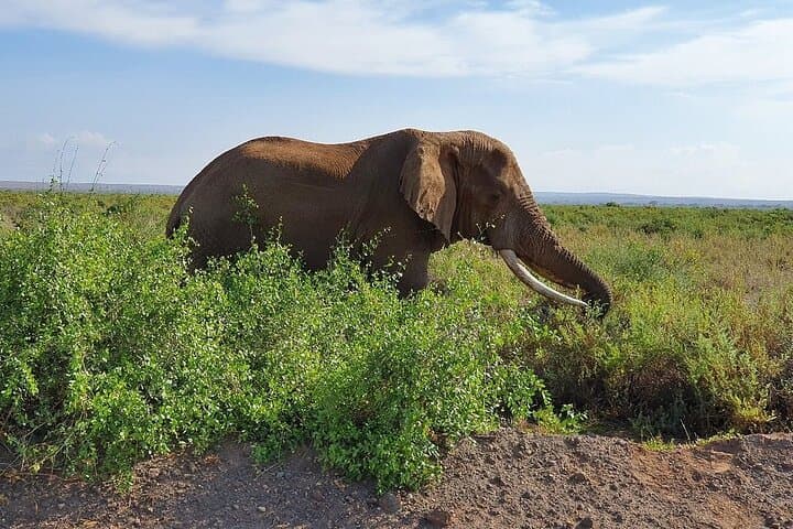 Amboseli Day Safari Under Mount Kilimanjaro — Full-Day Game Drive from Nairobi photo 2
