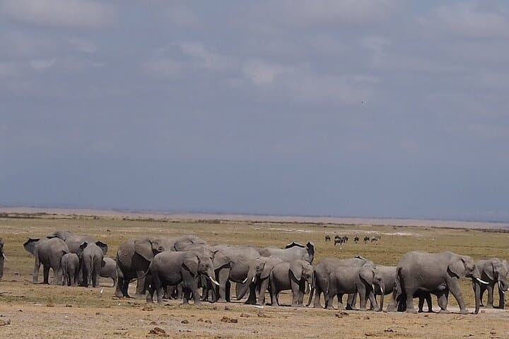 Amboseli Day Safari Under Mount Kilimanjaro — Full-Day Game Drive from Nairobi photo 5