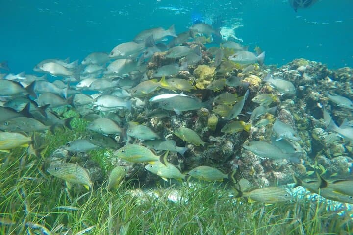 Palancar & Turtle Sanctuary: Shared Snorkel Adventure in Cozumel photo 2