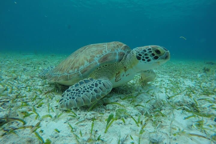 Palancar & Turtle Sanctuary: Shared Snorkel Adventure in Cozumel photo 5