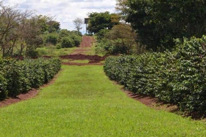 Fairview Coffee Farm Tour — Nairobi Coffee Estate Visit & Tasting photo 2