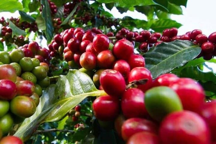 Fairview Coffee Farm Tour — Nairobi Coffee Estate Visit & Tasting