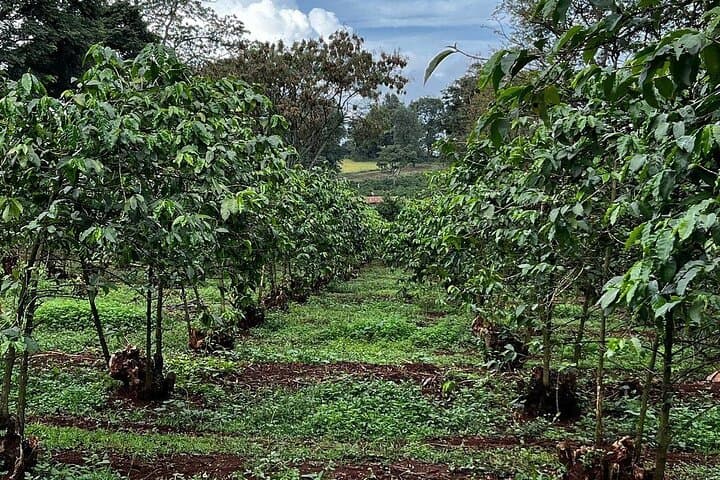 Fairview Coffee Farm Tour — Nairobi Coffee Estate Visit & Tasting photo 3