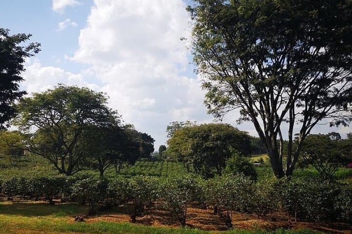 Fairview Coffee Farm Tour — Nairobi Coffee Estate Visit & Tasting photo 4