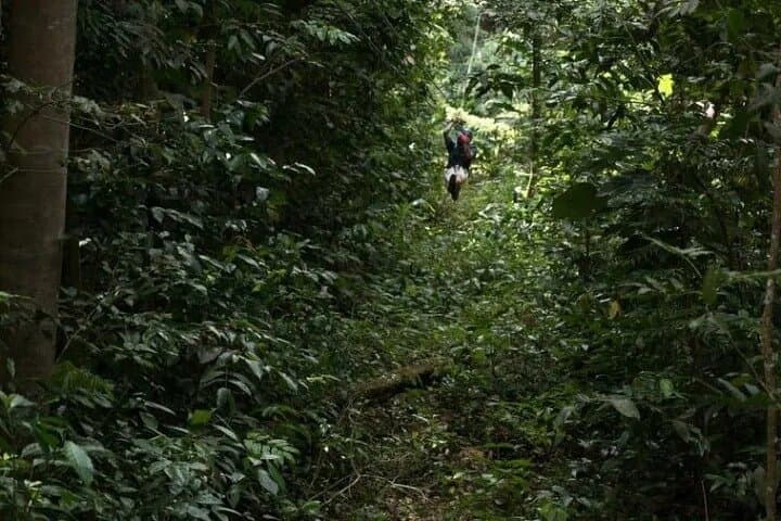 Zipline St. Lucia: Treetop Canopy Tour Through the Rainforest photo 5