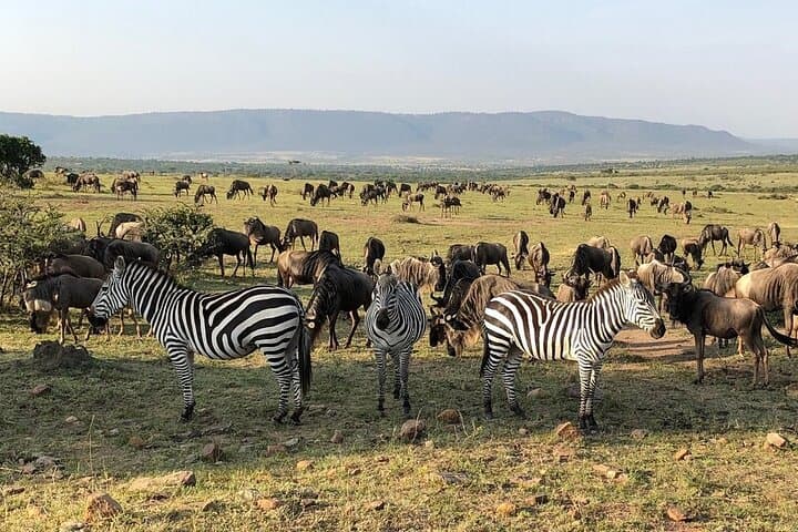 3-Day Masai Mara Group Safari: Shared 4x4 Adventure from Nairobi photo 5