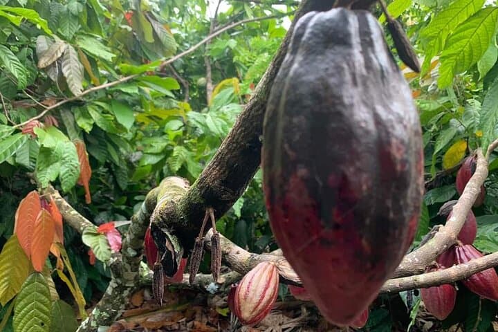Punta Cana Safari Tour: Higüey, Countryside & Macao Beach Day Trip photo 4