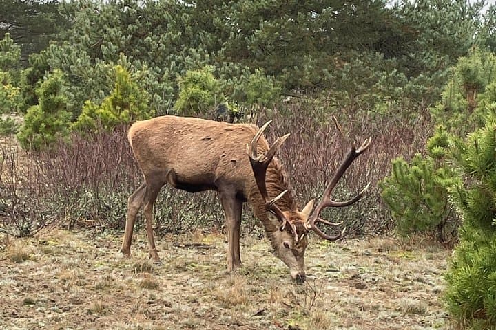 Guided Hike through Berlin and Brandenburg: Schönower Heide, Rauener Berge & Moorwiesen photo 2