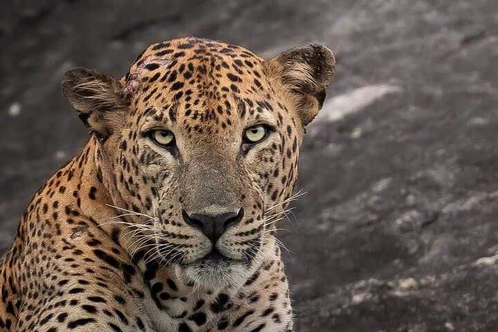 Half-Day Safari in Yala National Park — Leopard & Wildlife Safari from Tissamaharama