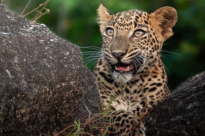 Half-Day Safari in Yala National Park — Leopard & Wildlife Safari from Tissamaharama photo 2