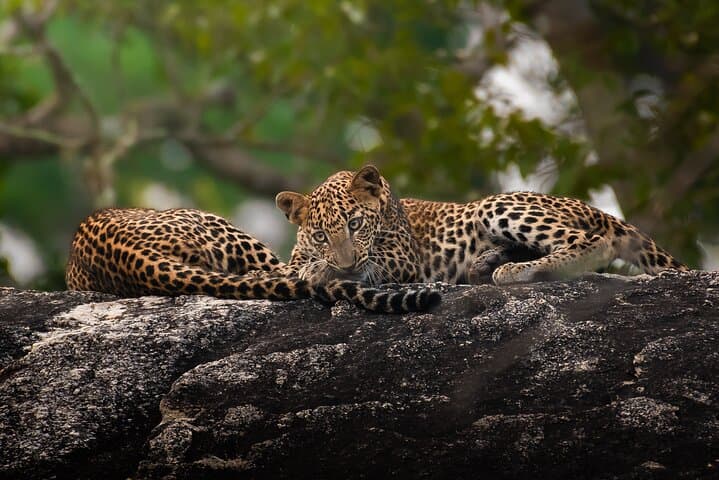 Half-Day Safari in Yala National Park — Leopard & Wildlife Safari from Tissamaharama photo 3