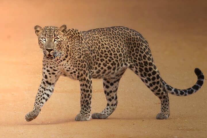 Half-Day Safari in Yala National Park — Leopard & Wildlife Safari from Tissamaharama photo 4